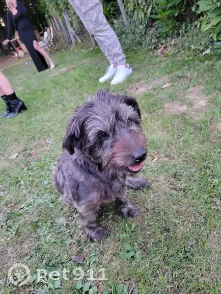 Petit chien noir trouvé, Rue Grande, Beyssac - photo