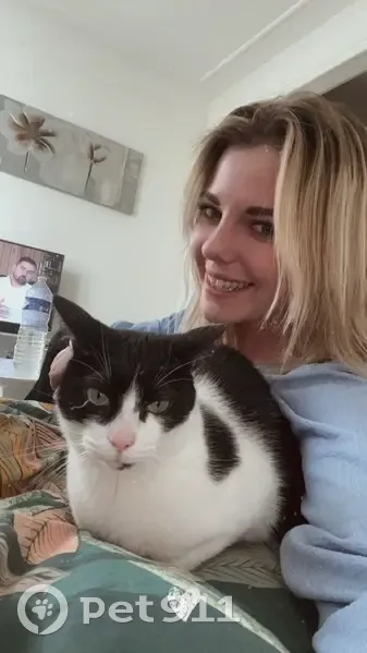 Suzuk, chat noir et blanc perdu à Berck - photo