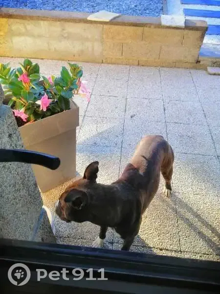 Jeune chien marron trouvé au Panloup - photo