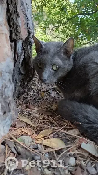 Chat trouvé faible colline du château, Nice - photo