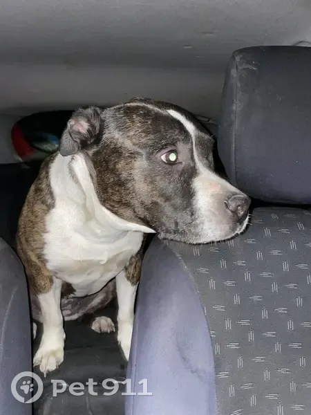 Chienne Staffi trouvée à Puyoo le 14/09/24 - photo