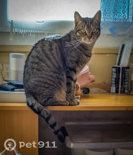 Chatte tigrée disparue à Guéret - photo