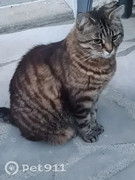 Chat tigré 9 ans disparu à Neauphle-le-Château - photo
