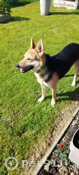 Chienne berger allemand trouvée à Saint-Gravé - photo