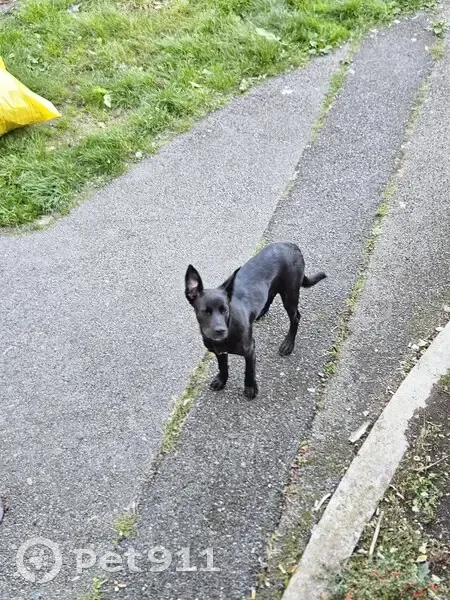 Chien trouvé à Orvault, Allée de la Penfeld - photo