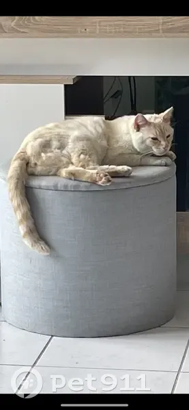 Chat blanc-roux perdu, Rue Lucie Aubrac, Marmande - photo