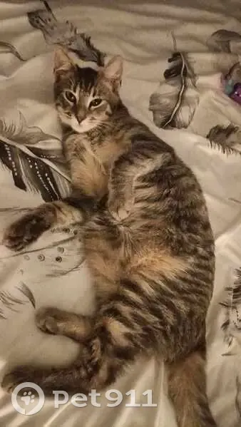 Chat de 8 mois disparu à Chambrecy - photo
