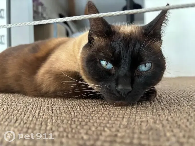 Chatte siamoise perdue à Léojac, secteur Proats - photo