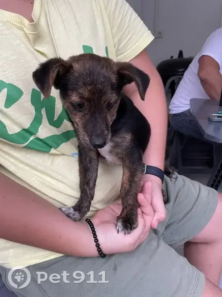 Chiot mâle trouvé à Sainte-Anne - photo