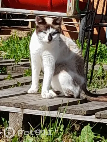 Petite chatte blanche-crème trouvée à Champniers - photo