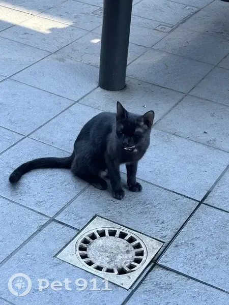 Chaton noir mâle trouvé au KFC Perpignan - photo
