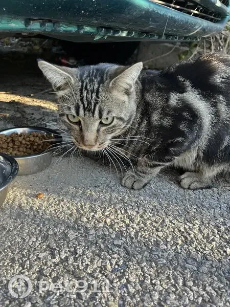 Chat tigré trouvé affamé, Avenue Michel Jourdan - photo