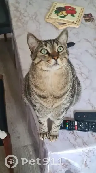 Chat tigré affectueux perdu, Metz, Rue des Fougères - photo