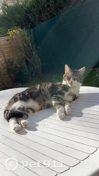 Chatte Tigrée Disparue à Étampes - photo