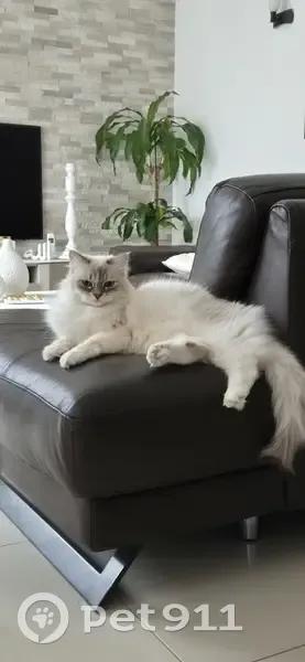 Chatte Sibérienne Blanche Perdue 14 Septembre - photo