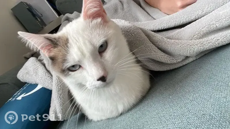 Chat mâle disparu, tâche oreille & queue, Snoop - photo