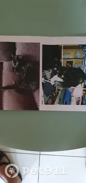 Chat perdu : Loopi, 9 ans, depuis le 18 juillet - photo
