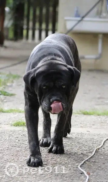 Chienne Cane Corso Bringé Perdue à Fargues - photo