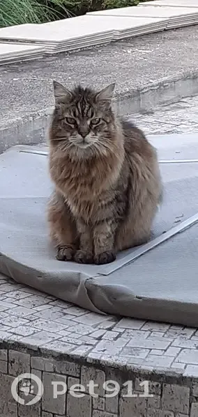 Chat Maine Coon marron tigré disparu - photo