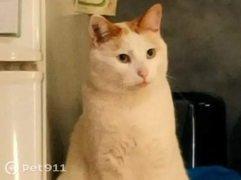 Chat perdu à Agde: suricate blanc et roux - photo