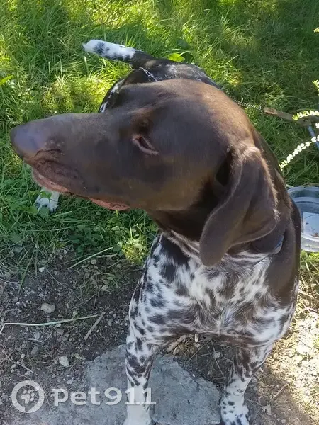 Chien trouvé : Samba déposé au vétérinaire - photo