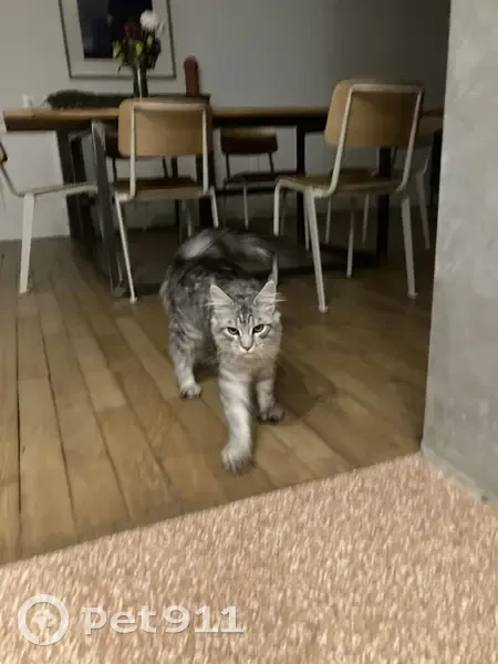 Chat mâle gris-blanc trouvé à Rennes - photo