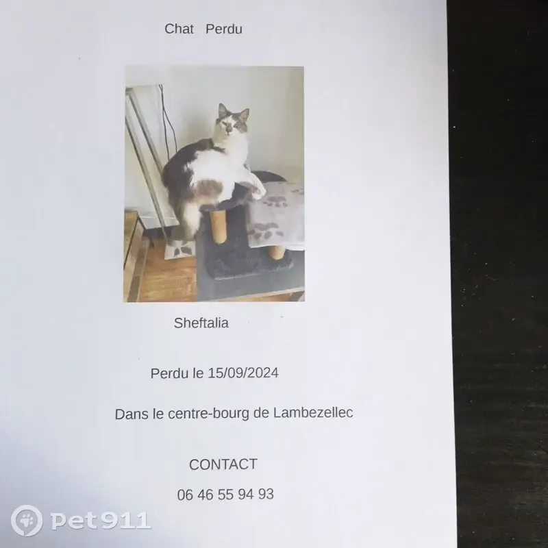 Chat mâle gris et blanc disparu à Brest - photo