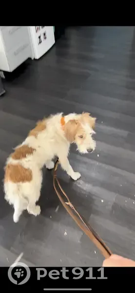 Chienne fox terrier trouvée, puce incorrecte - photo