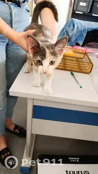 Chat tricolore apeuré trouvé sous voiture à Béthune - photo