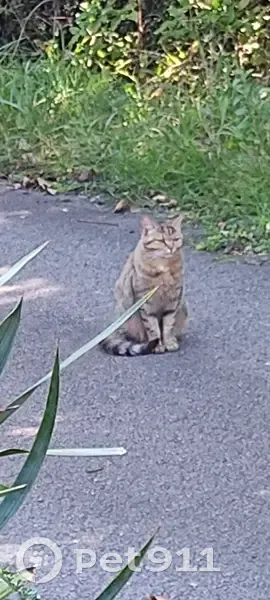 Chat tigré brun clair trouvé à Jussy - photo