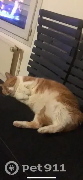 Chatte rousse et blanche disparue à Angers - photo
