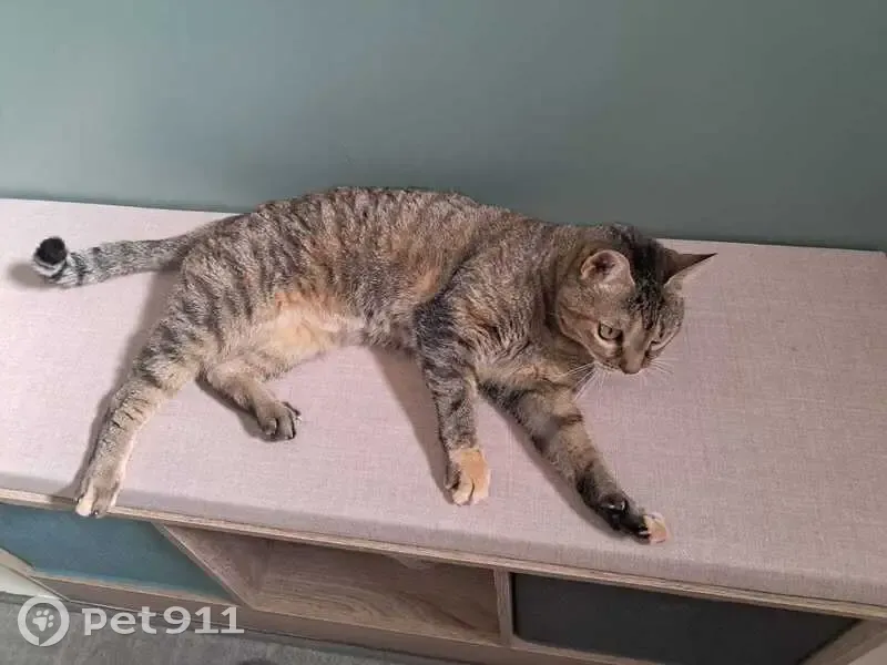 Chatte tigrée peureuse disparue à Bourges - photo