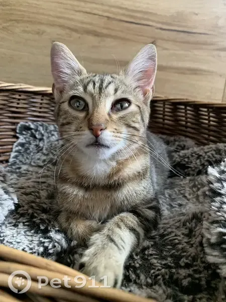 Chat tigré mâle trouvé Rue Joannes Mourier - photo
