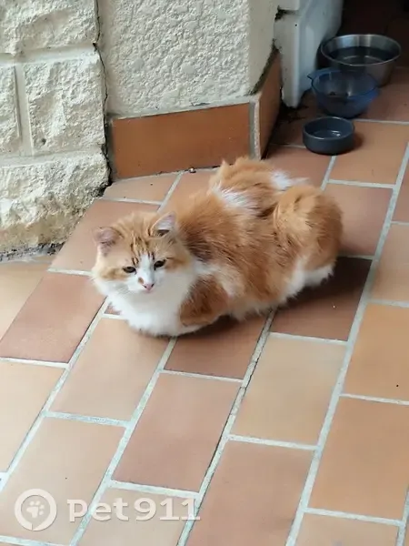 Chat roux-blanc trouvé, Impasse André Etienne - photo