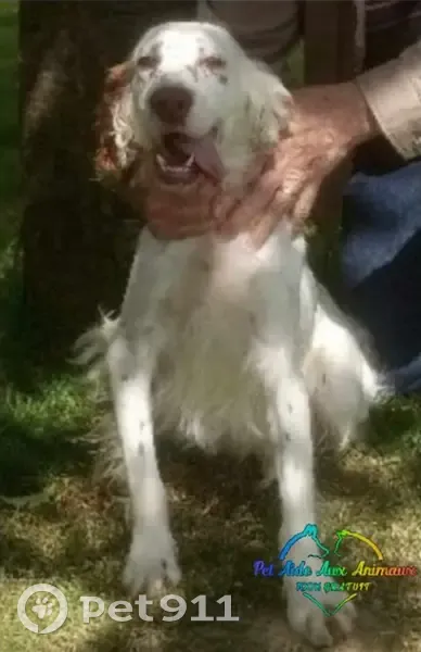 Chienne perdue à Sommervieu, vue vers Bayeux - photo