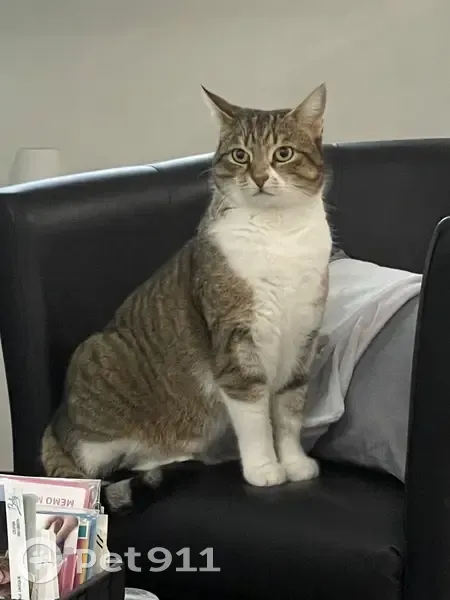 Chat disparu Fille, Valleiry (fl526179) - photo