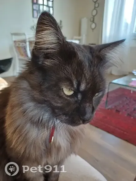 Chat bicolore avec collier rouge trouvé à Tassin - photo