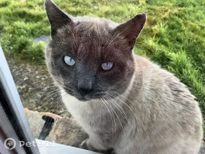 Chat perdu, mâle crème, yeux bleus, pucé - photo