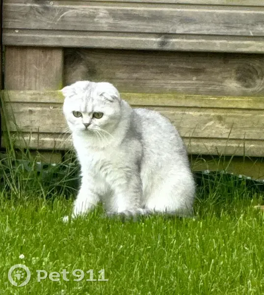 Chatte blanche de 16 mois disparue à St-Avertin - photo