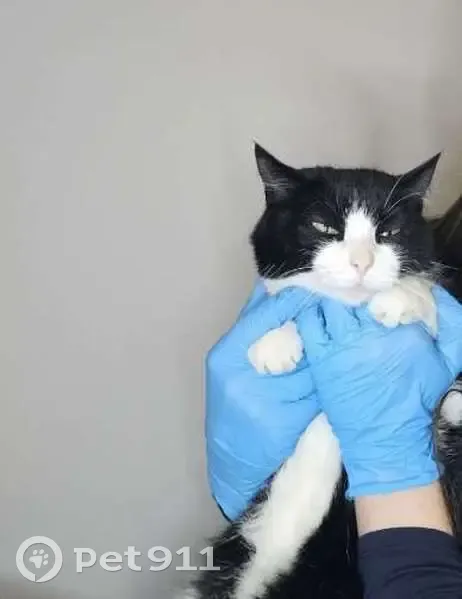 Chatte européenne noir et blanc perdue - photo