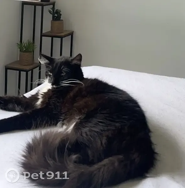 Chat perdu jeudi 12, Rouessé-Vassé - photo