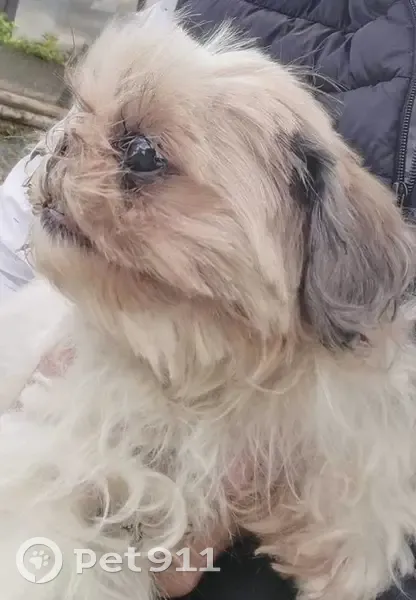Chien Shih Tzu trouvé à Chacé, femelle âgée - photo
