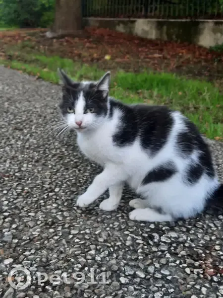 Chat errant près de la maison de retraite - photo