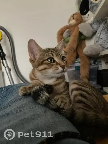 Chat tigré beige perdu à Annemasse - photo