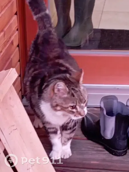 Chat errant trouvé à Neydens, Route des Fontaines - photo