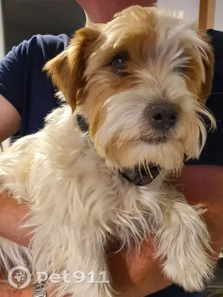 Petit chien mâle trouvé à Albiez-Montrond - photo