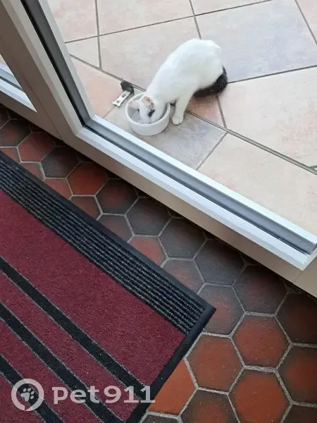 Chaton blanc trouvé, tâches noires, Civens - photo