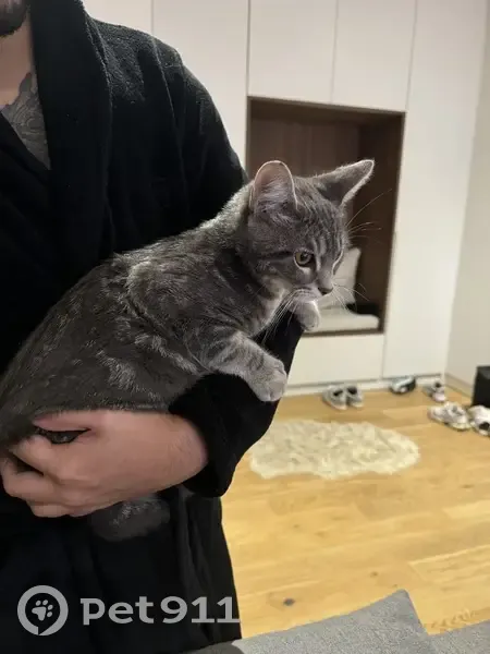 Chat trouvé à Cormeilles-en-Parisis, non pucé - photo