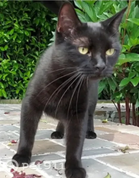 Chatte noire perdue le 12 sept à Oulins - photo