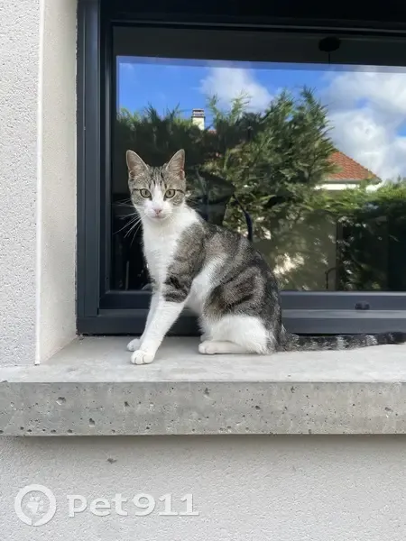 Chat tigré gris et blanc perdu à Saint-Ismier - photo